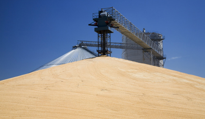 Maize seed demand up 50%